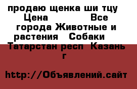 продаю щенка ши-тцу › Цена ­ 10 000 - Все города Животные и растения » Собаки   . Татарстан респ.,Казань г.